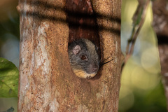 Isothrix bistriata