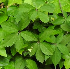 Parthenocissus quinquefolia