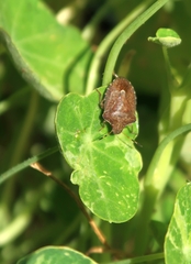 Peribalus strictus vernalis