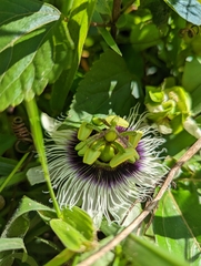Passiflora edulis