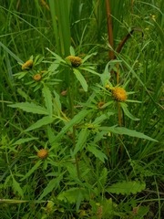 Bidens radiata