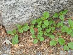 Amaranthus deflexus