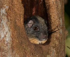 Isothrix bistriata