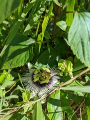 Passiflora edulis