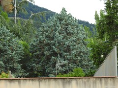 Cupressus arizonica