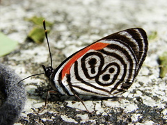 Diaethria
