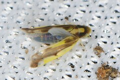 Eupteryx flavoscuta