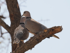 Streptopelia capicola