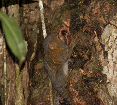 Cebuella niveiventris