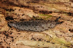 Megapallifera mutabilis