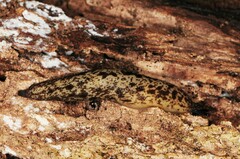 Philomycus flexuolaris