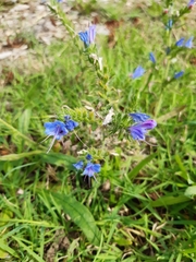 Echium vulgare