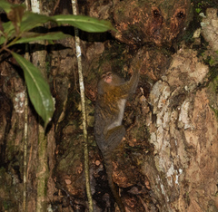 Cebuella niveiventris