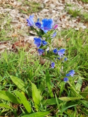 Echium vulgare