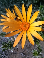 Dimorphotheca cuneata