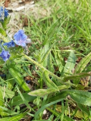 Echium vulgare