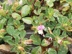 Kummerowia stipulacea