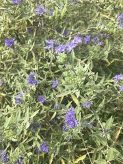 Caryopteris