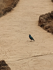 Lamprotornis superbus