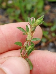 Kummerowia stipulacea