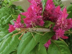 Stagmomantis carolina