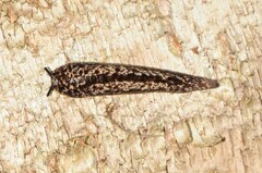 Philomycus flexuolaris