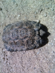 Chersobius signatus