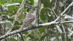 Cnemotriccus fuscatus