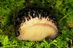 Philomycus flexuolaris