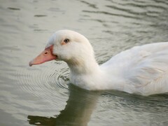 Anas platyrhynchos × Cairina moschata