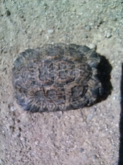 Chersobius signatus
