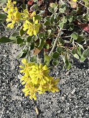 Eriogonum umbellatum