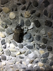 Velutinodorcus carinulatus