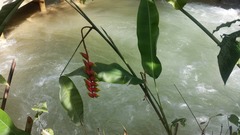 Heliconia rostrata