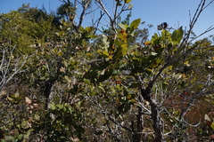 Angophora hispida