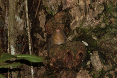 Cebuella niveiventris