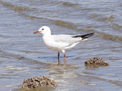 Chroicocephalus hartlaubii