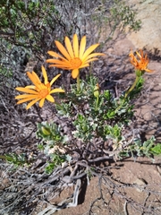 Dimorphotheca cuneata