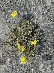Eriogonum umbellatum