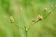 Juncus prismatocarpus leschenaultii