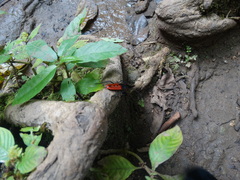 Macrocheraia grandis