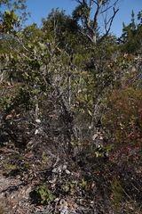 Angophora hispida