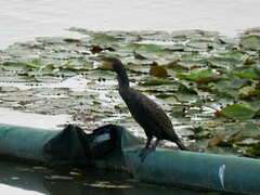 Phalacrocorax carbo