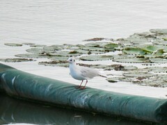 Chroicocephalus ridibundus
