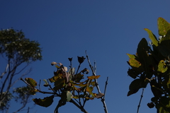 Angophora hispida
