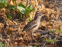 Cercotrichas leucophrys