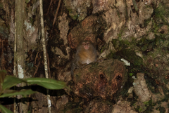 Cebuella niveiventris