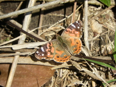 Vanessa braziliensis