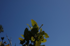 Angophora hispida