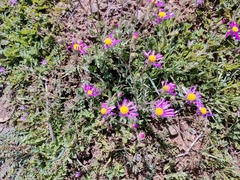Senecio arenarius